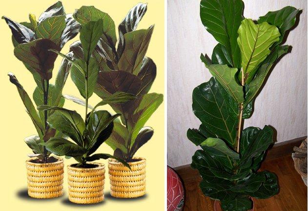 Plantas de interior: Ficus lyrata