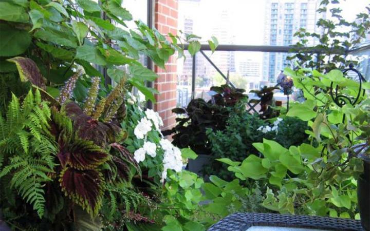 Ideas para la creaci&oacute;n de un jard&iacute;n urbano