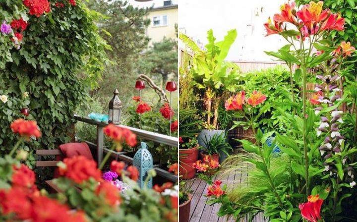Plantas para crear un jardín urbano en la terraza