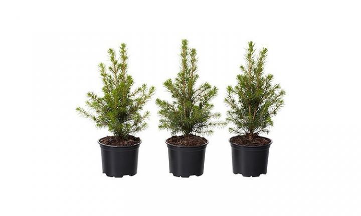 Plantas navideñas en Ikea. Picea Glauca Conica o mini abetos