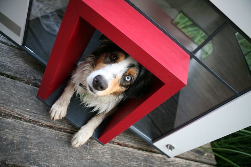 Moderna caseta para perro The Cubix